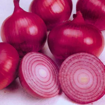 Onion (29)-6665416-72081.webp